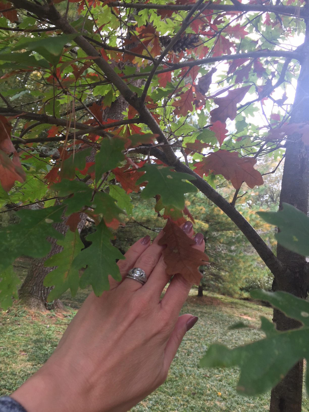 Gilded age conclusion picture